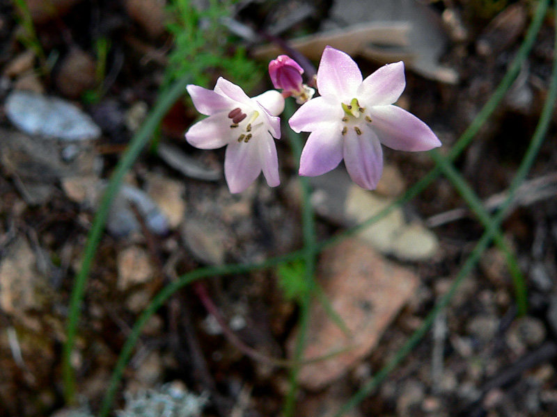 Brimeura fastigiata / Giacinto fastigiato